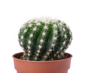 Wall Mural - Beautiful green cactus in pot isolated on white. Tropical plant