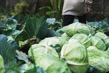 Traditional Farmer Harvesting Plenty Of Cabbage, With Some Of The Outer Leaves Eat By The Pest, Organic Farming