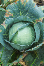 Cabbage Ready For Harvest, With Some Outer Leaves Affected By Pests, A Common Problem When Plating Organic  Vegetable Crops