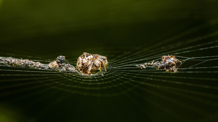 Wall Mural - Brown Orb Weaver Spider on web and prey, Wrapping its insect prey in silk with nature background, Selective focus.