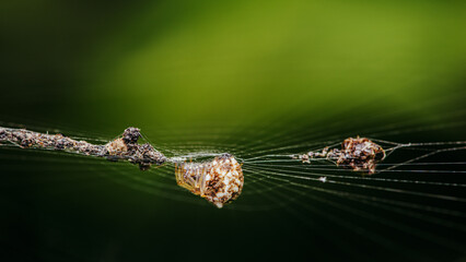 Wall Mural - Brown Orb Weaver Spider on web and prey, Wrapping its insect prey in silk with nature background, Selective focus.