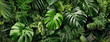 Exotisches Grün: Ein Blick auf die Monstera palm