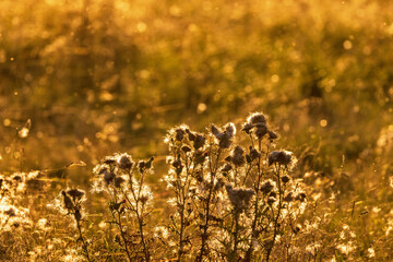 Canvas Print - Thistle in backlight on a summer meadow