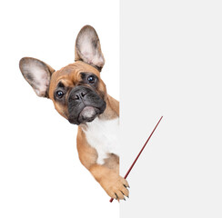 Sticker - French Bulldog puppy looks from behind empty white banner and points away on empty space. Isolated on white background