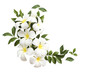 white flowers frangipani local flora of asia arrangement flat lay postcard style