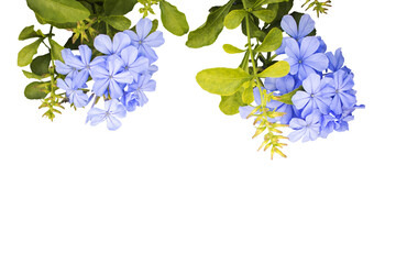 Wall Mural - blue flowers local flora of asia arrangement flat lay postcard style
