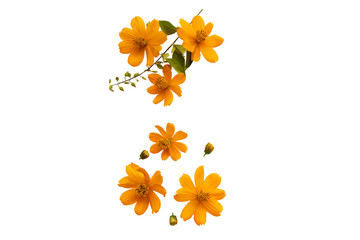 Wall Mural - orange flowers cosmos local flora of asia arrangement flat lay postcard style