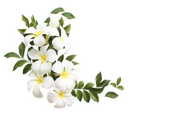Wall Mural - white flowers frangipani local flora of asia arrangement flat lay postcard style