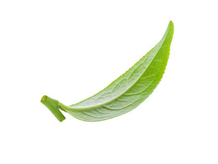 Canvas Print - tea leaf isolated on transparent png