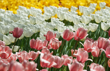 Wall Mural - field of tulips