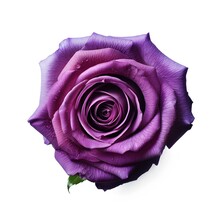 Purple Rose Flower Isolated On White, Generative Ai