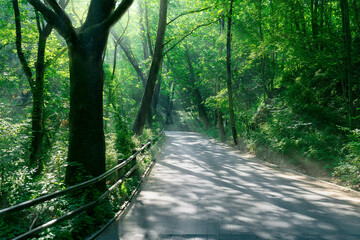 path in the forest