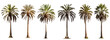 Several Caribbean palm trees, isolated (Generative AI, Generativ, KI)
