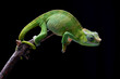 © Cavan Images - Female fischer chameleon on a black background