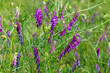 Vicia cracca. Wild vetch. Climbing plant with violet blue flowers.