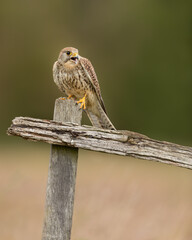 Wall Mural - Female Common Kestrel Perched on a fence post with a green background.