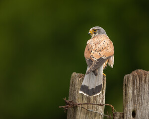 Wall Mural - male common kestrel perched on a fence post with a green background.