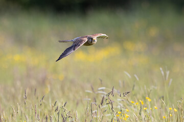 Wall Mural - female common kestrel in flight over a wildflower meadow.
