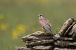 Female Common Kestrel Perched on a wall with a green background.  
