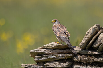 Wall Mural - female common kestrel perched on a wall with a green background.