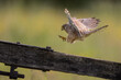 Female Common Kestrel landing on the top pf a gate with a green background.  