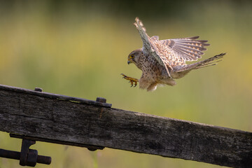 Wall Mural - female common kestrel landing on the top pf a gate with a green background.