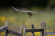 Male Common Kestrel in flight above fence posts with a green background.  