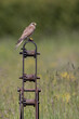 Female Common Kestrel perched on metal farm machinery with a green background.  