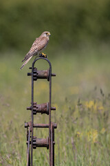 Wall Mural - female common kestrel perched on metal farm machinery with a green background.