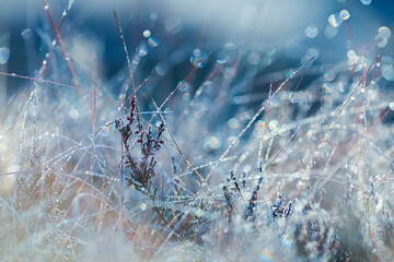 Wall Mural - Frost on the leaves  in the autumn