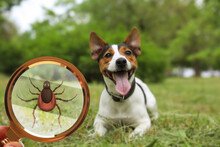Cute Dog Outdoors And Woman Showing Tick With Magnifying Glass, Closeup. Illustration