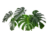 Fototapeta Sypialnia - Tropical leaves isolated transparency background. Generative AI