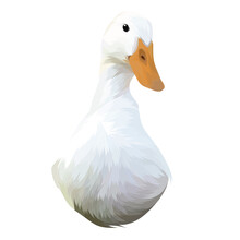 White Domestic Goose