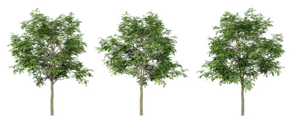 Wall Mural - fraxinus excelsior trees on transparent background, png tree, green landscape, 3d render illustratio