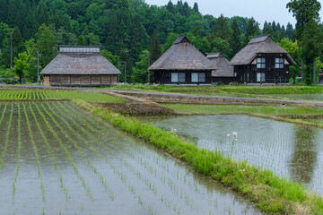 茅葺屋根と田んぼ