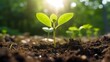 © SITI - Close-up of a young plant in the sunlight in the morning. The growing plant grows up from the ground in the jungle. generative AI.