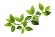 © Areerat - Bunch of green leaves for decorative artwork isolated on transparent background.generative Ai