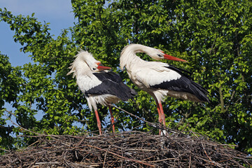 Wall Mural - White Stork, ciconia ciconia, Pair standing on Nest, Courtship displaying, Alsace in France