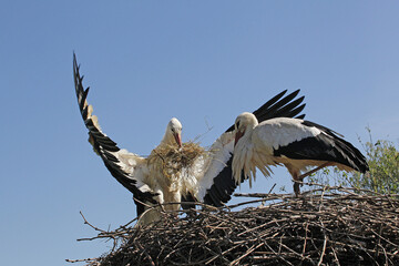 Wall Mural - White Stork, ciconia ciconia, Adult in Flight, Carrying Nesting Materiel in Beak, Alsace in France