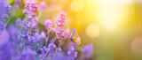 Fototapeta  - Sunny summer nature background with fly butterfly and lavender flowers  with sunlight and bokeh. Outdoor nature banner