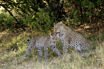 Poster - Leopard, panthera pardus, Mother and Cub, Moremi Reserve, Okavango Delta in Botswana