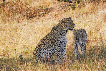 Poster - Leopard, panthera pardus, Mother and Cub, Moremi Reserve, Okavango Delta in Botswana