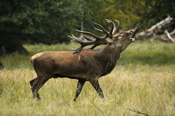 Canvas Print - Red Deer, cervus elaphus, Stag Roaring during the Rutting season, Sweden