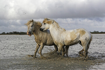 Wall Mural - camargue horse, stallions fighting in swamp, saintes marie de la mer in camargue, in the south of fr