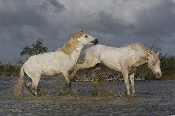 Wall Mural - camargue horse, stallions fighting in swamp, saintes marie de la mer in camargue, in the south of fr