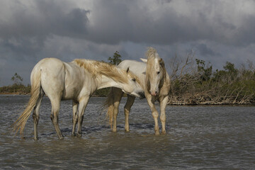 Wall Mural - camargue horse, stallions fighting in swamp, saintes marie de la mer in camargue, in the south of fr