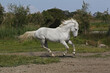 Camargue Horse, Galloping through Meadow, Saintes Marie de la Mer in The South of France