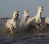 Fototapeta Łazienka - Camargue Horse, Herd Galloping through Swamp, Saintes Marie de la Mer in The South of France