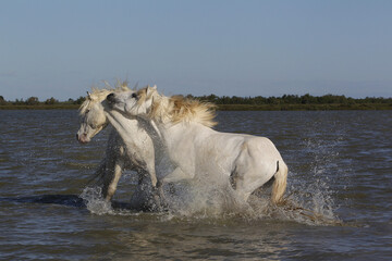 Wall Mural - camargue horse, stallions fighting in swamp, saintes marie de la mer in camargue, in the south of fr