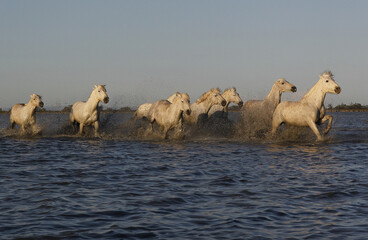Wall Mural - camargue horse, herd galloping through swamp, saintes marie de la mer in the south of france
